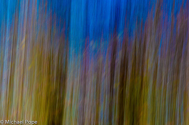 Trees in motion by Michael Pope
