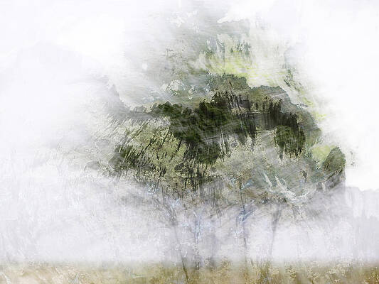 Wall Art - Photograph - Trees Within Trees by Carol Leigh