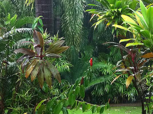 Tropical Paradise by Dee Avery