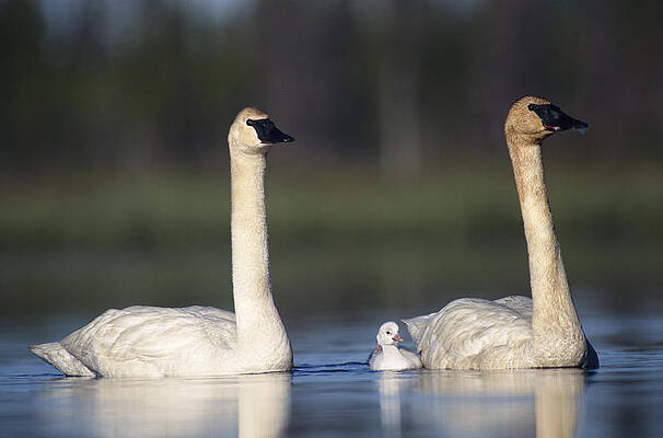 Wall Art - Photograph - Trumpeter Swan Cygnus Buccinator Mother by Michael Quinton