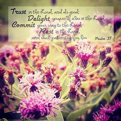 Wall Art - Photograph - Trust, Delight, Commit, Rest. Simple As by Traci Beeson