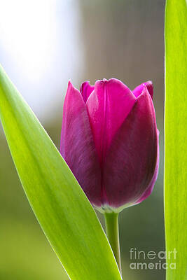Tulip by Jo  