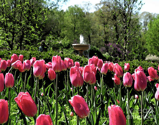 Wall Art - Photograph - Tulips and Fountain by Jack Schultz