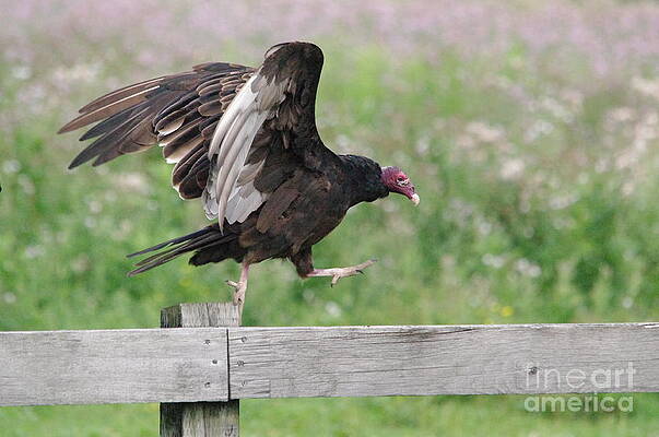 Turkey Vulture Running on Fence by Colin Thomson