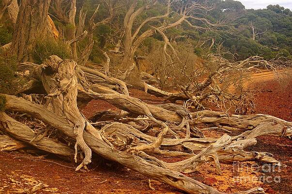 Wall Art - Photograph - Twisted tree limbs on a windswept shore by Blair Stuart