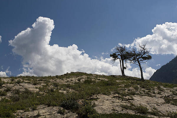 Wall Art - Photograph - Two Trees of Many Glacier by Lorraine Devon Wilke