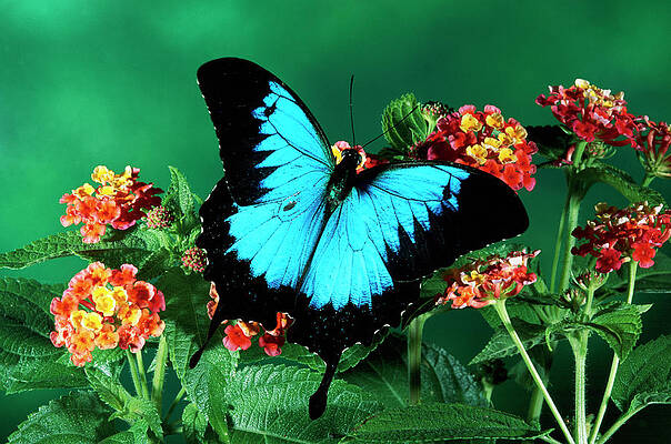 Wall Art - Photograph - Ulysses Butterfly Papilio Ulysses by Michael & Patricia Fogden