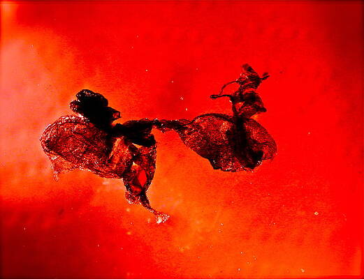 Wall Art - Photograph - Untitled Unknown 7 Chard Chicken Chariot  by Cliff Spohn