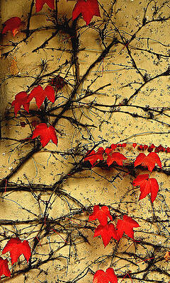 Vines on a Wall by Beverly Hanson Vines on a Wall by Beverly Hanson