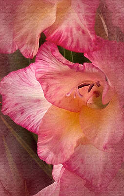 Wall Art - Photograph - Vintage Gladiola No. 9 by Richard Cummings