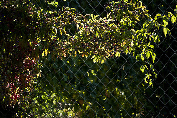 Virginia Creeper in Late Afternoon by ShaddowCat Arts - Sherry Virginia Creeper in Late Afternoon by ShaddowCat Arts - Sherry