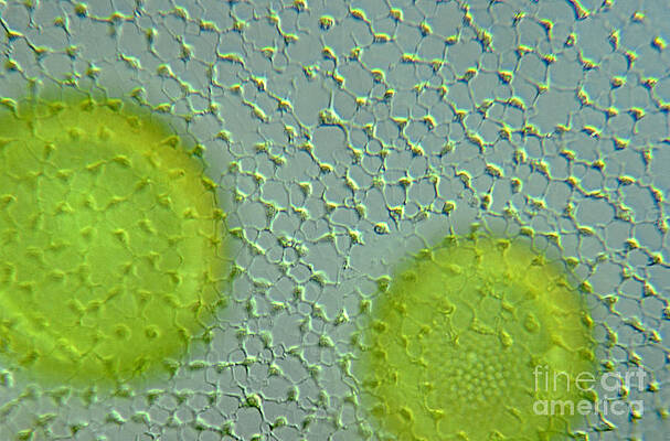 Wall Art - Photograph - Volvox Globator Surface View Of Colony by M I Walker