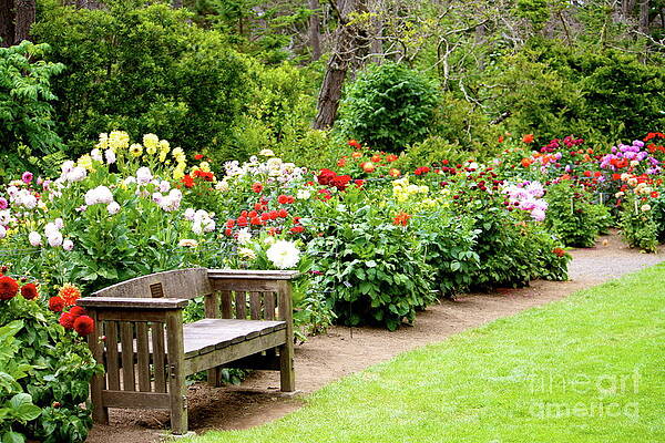 Waiting for Dahlia by Lisa Billingsley Waiting for Dahlia by Lisa Billingsley