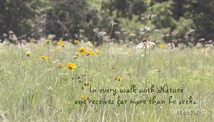 Walk with Nature by Pam Holdsworth Walk with Nature by Pam Holdsworth
