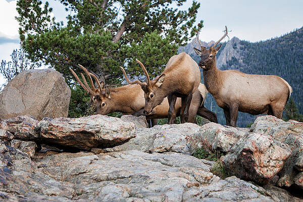 Wall Art - Photograph - Wapiti by Ronald Lutz