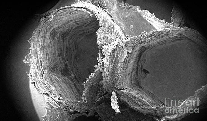 Wall Art - Photograph - Wasp Nest Cells by Science Source