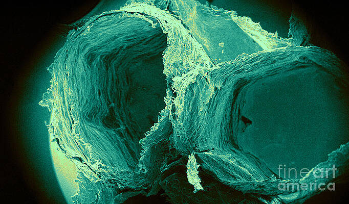 Wall Art - Photograph - Wasp Nest Cells, Sem by Science Source