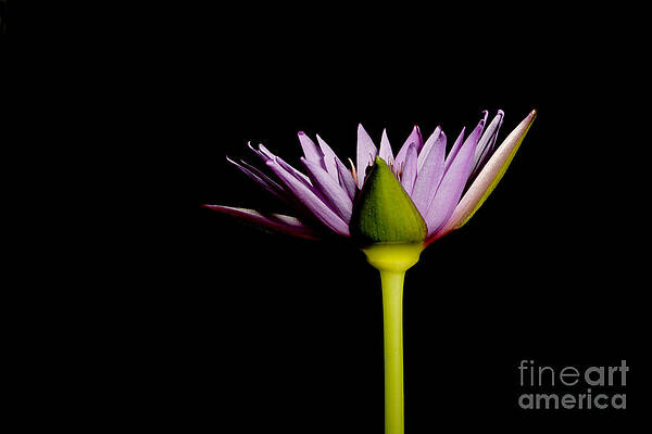 Wall Art - Photograph - Waterlily Opening Part Of A Series by Ted Kinsman