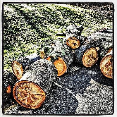 #we #moved #like #20 #of #these #wood by John Ransom