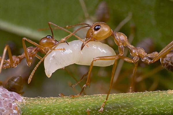 Wall Art - Photograph - Weaver Ant Worker Pair With Larvae by Piotr Naskrecki