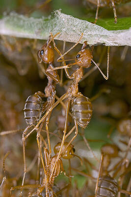 Wall Art - Photograph - Weaver Ant Workers Pulling Together by Piotr Naskrecki