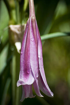 Wet Lily by Jason Pryor Wet Lily by Jason Pryor
