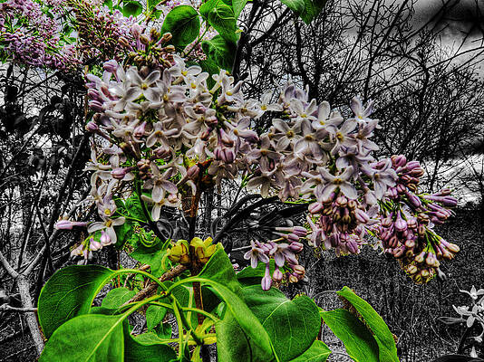 Wall Art - Photograph - When Lilacs Last in the Dooryard Bloomed by William Fields