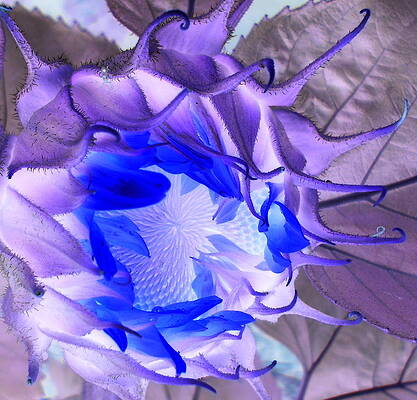 Whisper Blues by Sian Lindemann Whisper Blues by Sian Lindemann