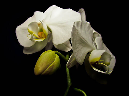 White Orchid I by Eva Kondzialkiewicz White Orchid I by Eva Kondzialkiewicz