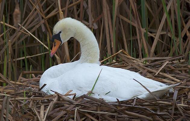 White Swan by Ralph Jones White Swan by Ralph Jones
