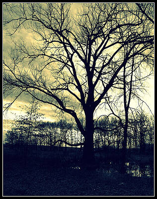 Wicked Tree by Lora Mercado Wicked Tree by Lora Mercado