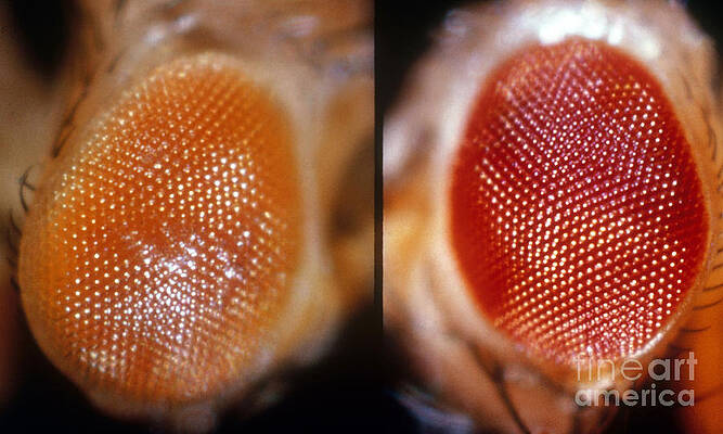 Wall Art - Photograph - Wild & White-eosin Eyes In Drosophila by Science Source