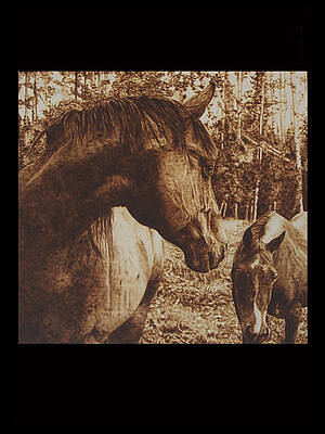 Wild Horses by Davide Della Noce