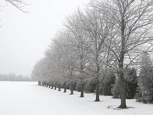 Wall Art - Mixed Media - Winter hoar frost on trees by Bruce Ritchie