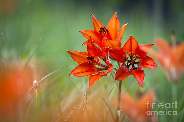 Wall Art - Photograph - Wood Lily by Hal Horwitz and Photo Researchers