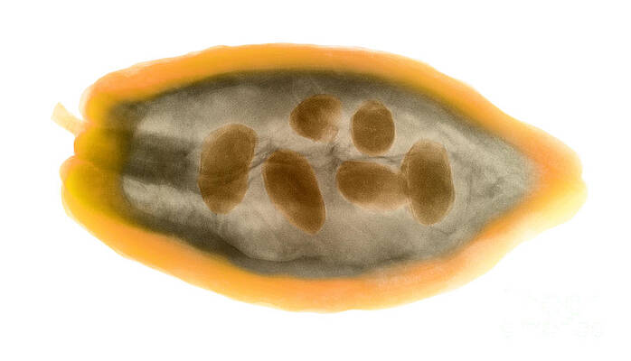 Wall Art - Photograph - X-ray Of A Cocoa Pod by Ted Kinsman