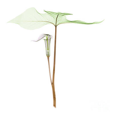 Wall Art - Photograph - X-ray Of Jack-in-the-pulpit by Ted Kinsman