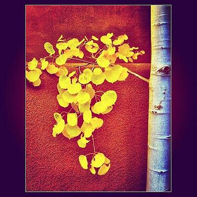 Wall Art - Photograph - Yellow Aspen Leaves by Paul Cutright