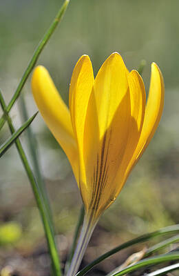 Wall Art - Photograph - Yellow crocus in spring by Matthias Hauser