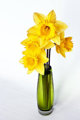 Yellow Daffodils in a Green Vase by Kent Sorensen Yellow Daffodils in a Green Vase by Kent Sorensen