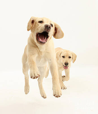 Wall Art - Photograph - Yellow Labrador Pups Leaping And Running by Mark Taylor