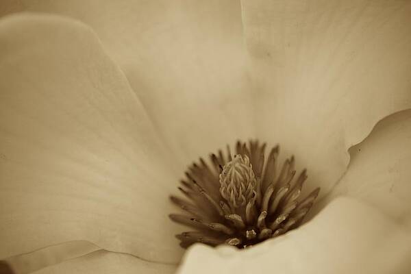 Yesteryears Spring by JD Grimes Yesteryears Spring by JD Grimes