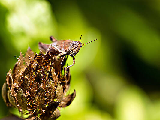 You have done well Grasshopper by Sue Baker