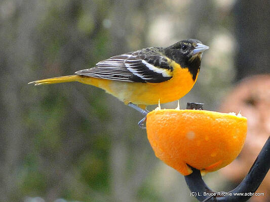 Young Baltimore Oriole by Bruce Ritchie Young Baltimore Oriole by Bruce Ritchie