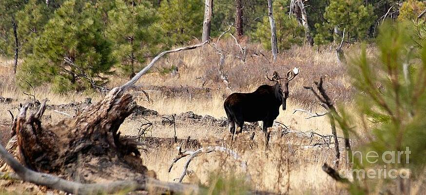 Young Bull Moose by Greg Jones Young Bull Moose by Greg Jones