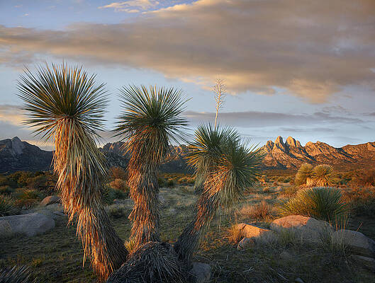 Wall Art - Photograph - Yucca And Organ Mountains Near Las by Tim Fitzharris
