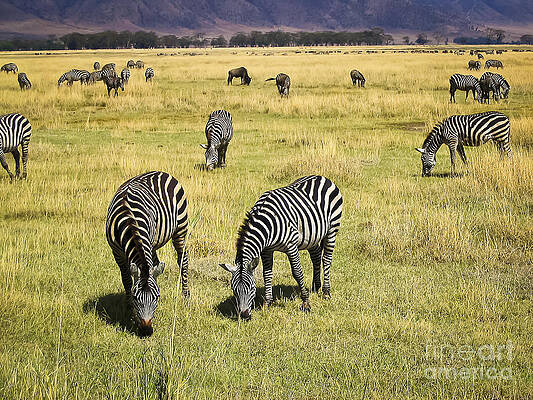 Wall Art - Photograph - Zebra Grub by Darcy Michaelchuk