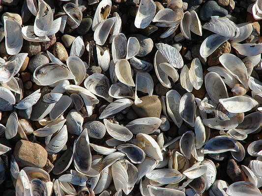 Wall Art - Mixed Media - Zebra Mussels on the beach by Bruce Ritchie
