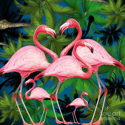 Flamingo Photographs Fine Art America