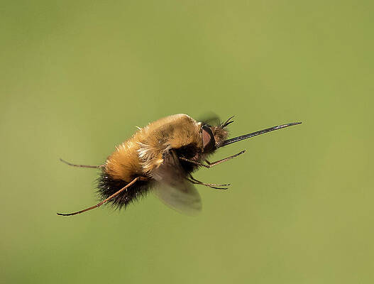  Photograph - A bee fly flying in front of a blurry green background #1 by Stefan Rotter